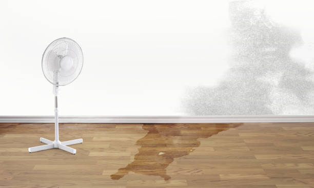 Best Water damage contractors near me  in South Cleveland, TN